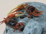 Crabe Uca chlorophthalmus 22